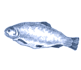 Poisson frais au restaurant Babbo Chez Vous